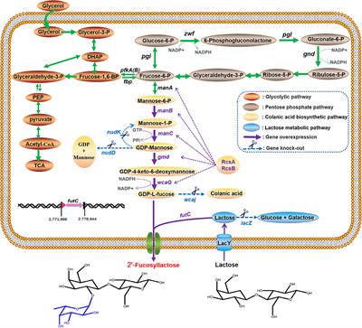 Multi-Path Optimization for Efficient Production of 2′-Fucosyllactose in an Engineered Escherichia coli C41 (DE3) Derivative